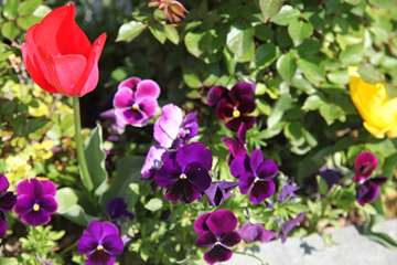 بهار دانشگاه 1399